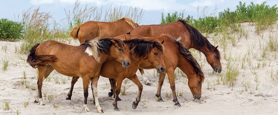 Bus Tours Group Tour Packages To Ocean City Maryland